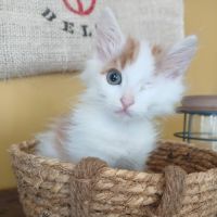 Sparrow un amour de chaton à l'adoption