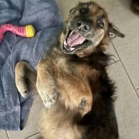 Bobby, un véritable ami #4