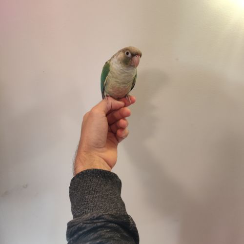 Conure de molina eam #4