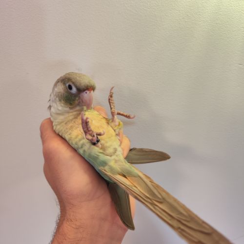 Conure de molina eam #5