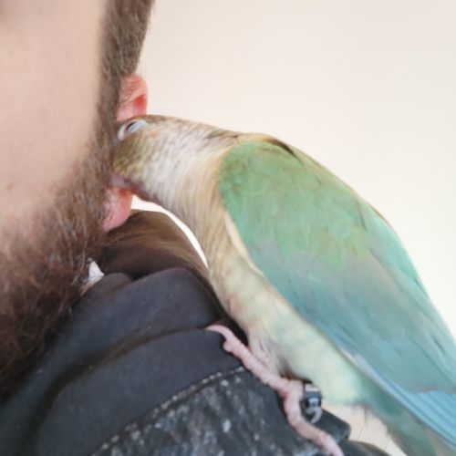 Conure de molina eam #6