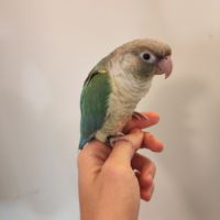 Conure de molina eam #1