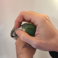 Conure de molina eam