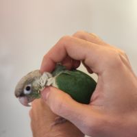 Conure de molina eam #3