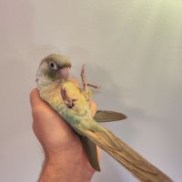 Conure de molina eam #5