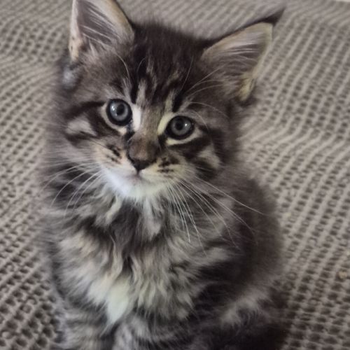 Ru-0247-01-20-133-riex.a vendre chatons loof #1