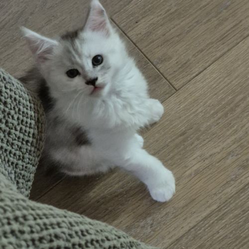 Ru-0247-01-20-133-riex.a vendre chatons loof #2