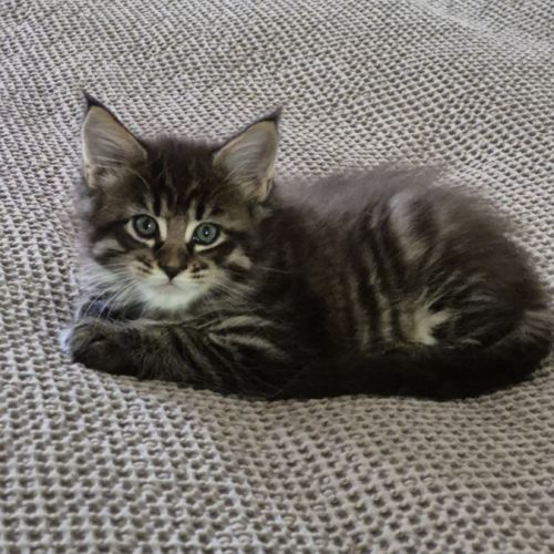 Ru-0247-01-20-133-riex.a vendre chatons loof