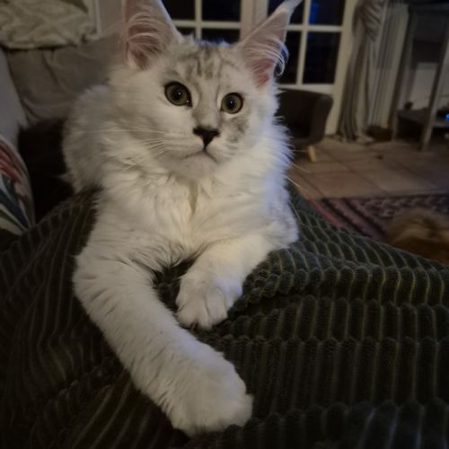 Ru-0247-01-20-133-riex. a vendre chatons loof #0