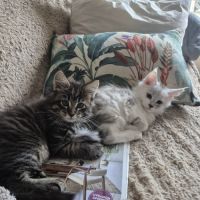 Ru-0247-01-20-133-riex.a vendre chatons loof #4