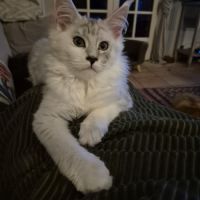 Ru-0247-01-20-133-riex. a vendre chatons loof