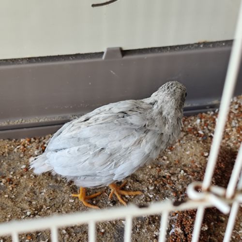 Mâle caille de chine 2025