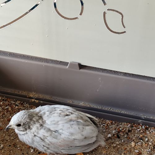 Mâle caille de chine 2025 #2