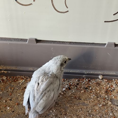 Mâle caille de chine 2025 #3