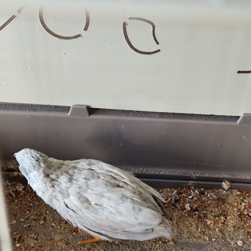 Mâle caille de chine 2025 #4