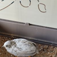 Mâle caille de chine 2025 #2