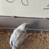 Mâle caille de chine 2025 #3