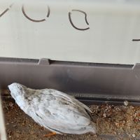 Mâle caille de chine 2025 #4