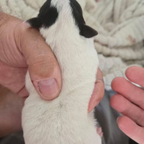 Chiots jack russel #1