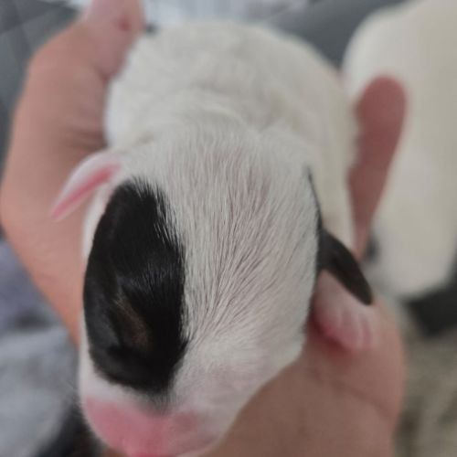 Chiots jack russel #4