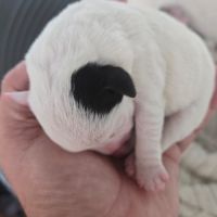 Chiots jack russel #2