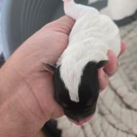 Chiots jack russel #0