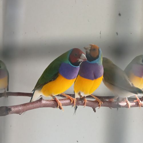 Diamant de gould élevés en volière extérieure #0