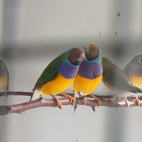 Diamant de gould élevés en volière extérieure