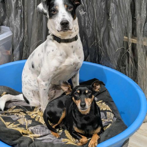 Vador l'adorable petit guerrier #6