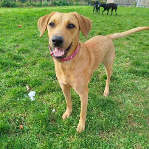 Dixy la joyeuse et dynamique louloute