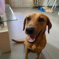 Dixy la joyeuse et dynamique louloute #1