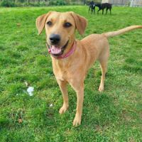 Dixy la joyeuse et dynamique louloute #0