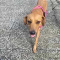 Dixy la joyeuse et dynamique louloute #6