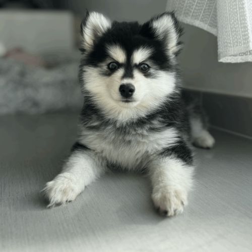 Chiot pomsky