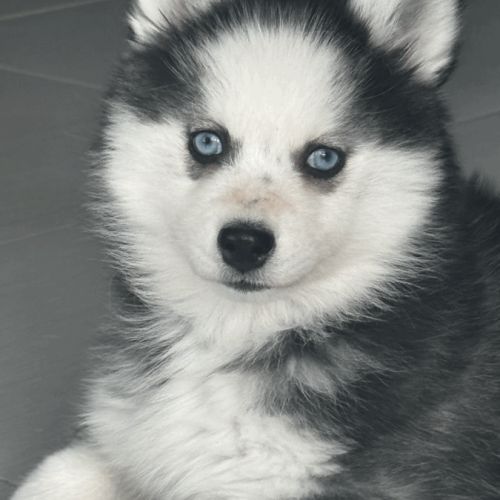 Chiot pomsky #2