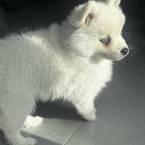Chiot pomsky #6