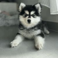 Chiot pomsky #0