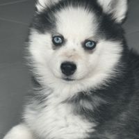 Chiot pomsky #2