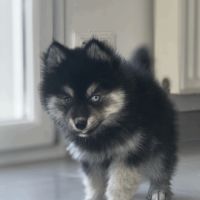 Chiot pomsky #4