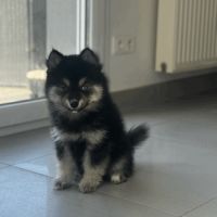 Chiot pomsky #7