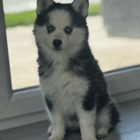 Chiot pomsky #9