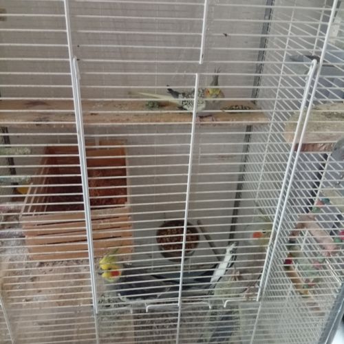 4 calopsittes + cage et accessoires