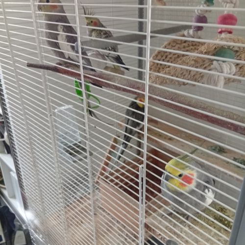 4 calopsittes + cage et accessoires #3