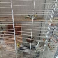 4 calopsittes + cage et accessoires