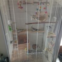 4 calopsittes + cage et accessoires #2