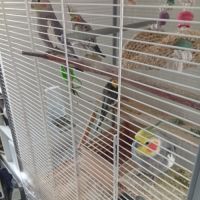 4 calopsittes + cage et accessoires #3