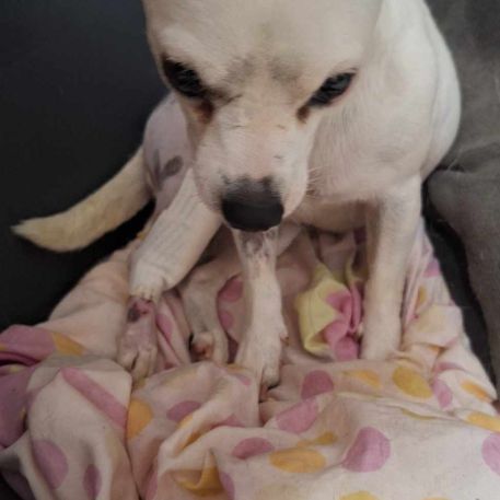 Poupi petite chihuahua câline #5