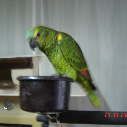 Perroquet amazone #8