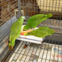 Perroquet amazone #2
