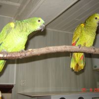 Perroquet amazone #5